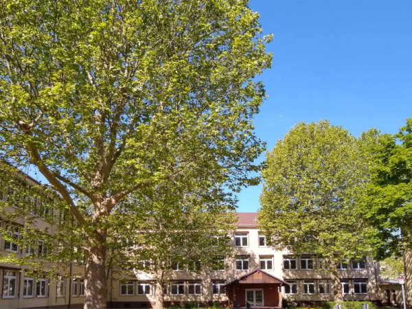 Foto: Bäume im Osthof der Schule
